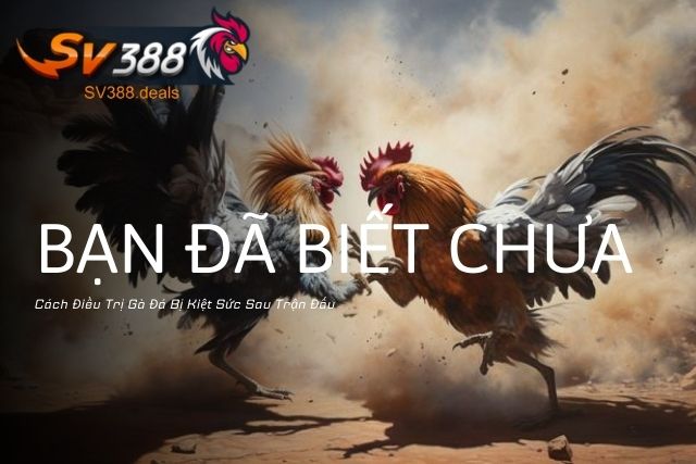 Cách Điều Trị Gà Đá Bị Kiệt Sức Sau Trận Đấu: Bạn Đã Biết Chưa