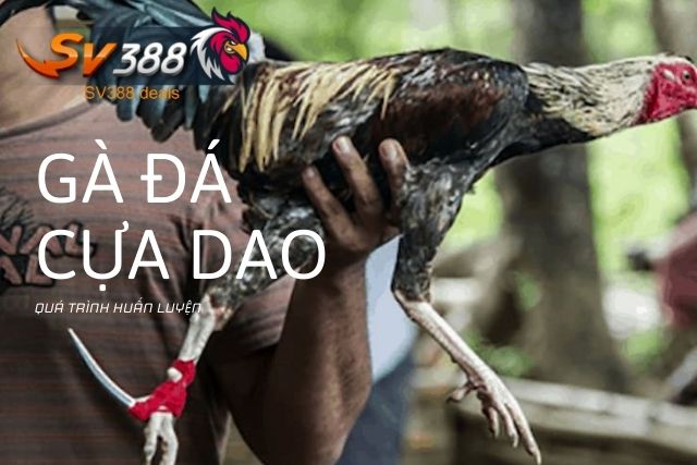 Quá trình huấn luyện gà đá cựa dao