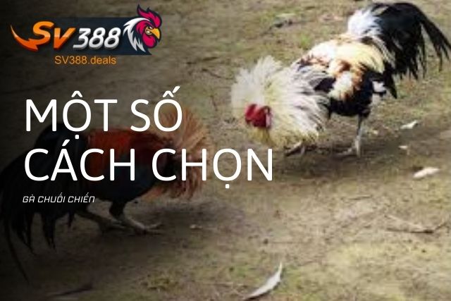 Một số cách chọn gà chiến