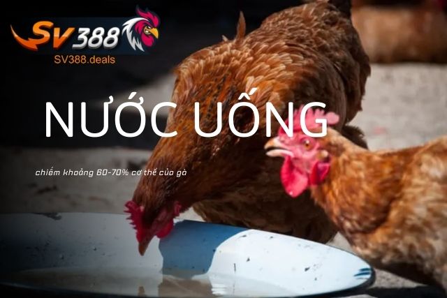 Nước chiếm khoảng 60-70% cơ thể của gà